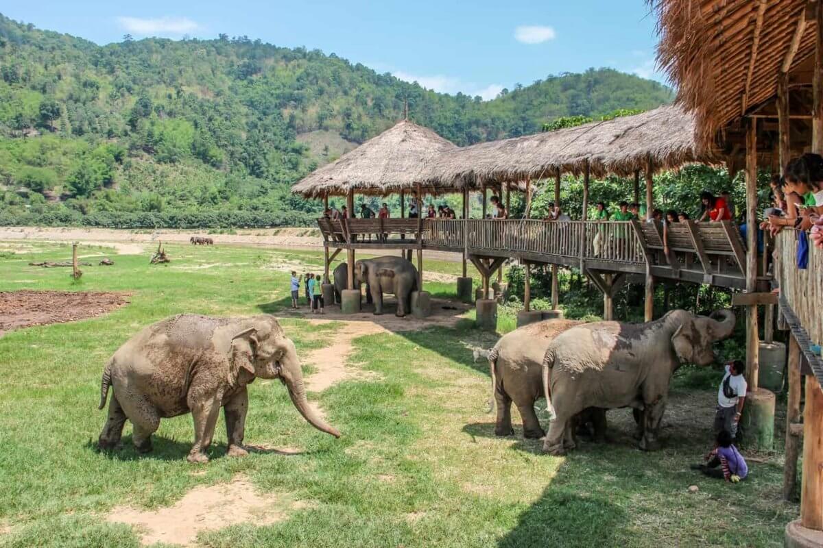 Центр реабилитации слонов в Чиангмайе